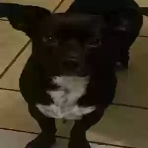 lost male dog bimbo