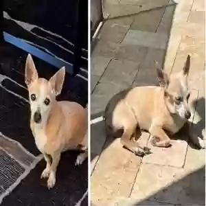lost female dog sofia