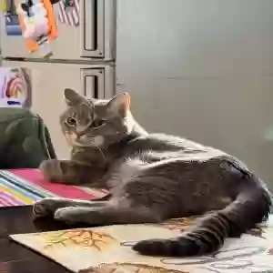 lost male cat meg