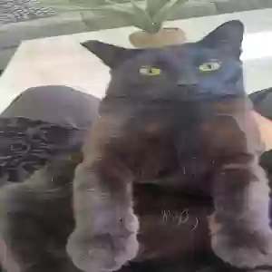 lost male cat brownie