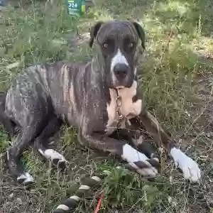 lost female dog harley