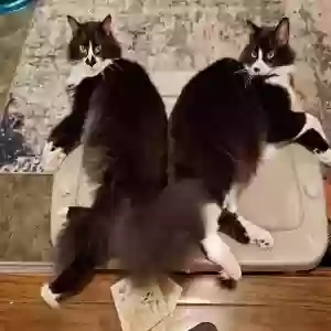 lost male cat poseidon