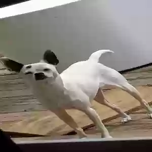 lost male dog unknown