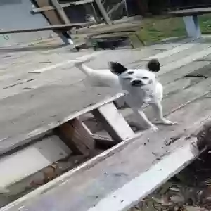 lost male dog unknown