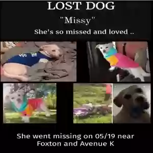 lost female dog missy
