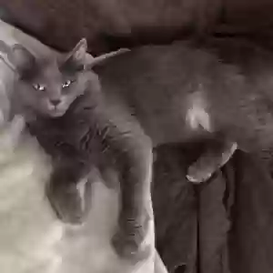 lost male cat vito