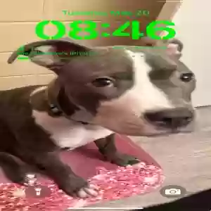 lost female dog blue