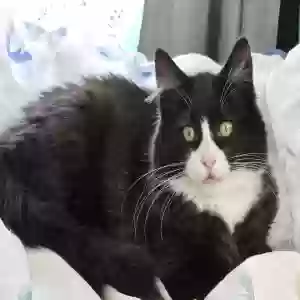 lost unknown cat batman