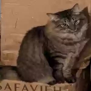 lost male cat cinnamon aka cinny bear