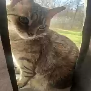 lost male cat little dude