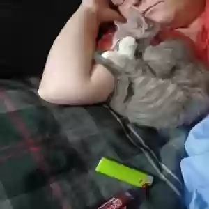 lost female cat silverbell