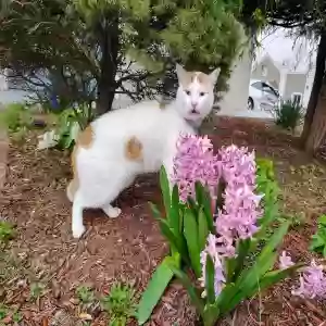 lost male cat unknown