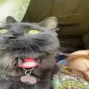lost female cat forklift