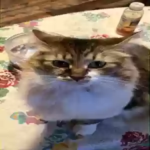 lost female cat munchkin