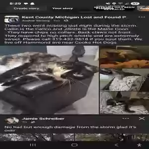 lost female cat jillette and callie