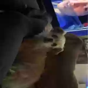 lost female dog lucky