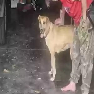found female dog unknown