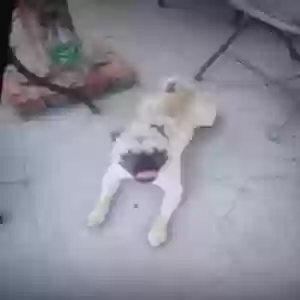 found male dog unknown