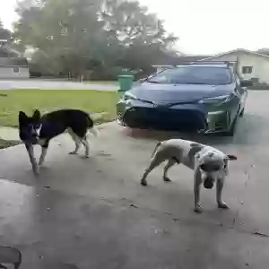 found male dog unknown