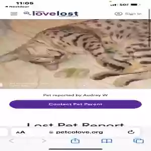 lost male cat bobby