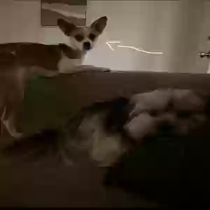 lost female dog unknown