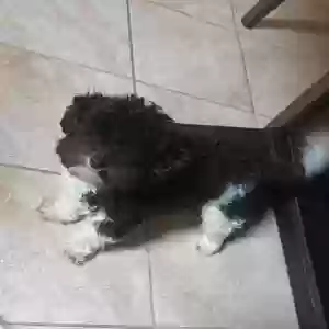 lost female dog pepa