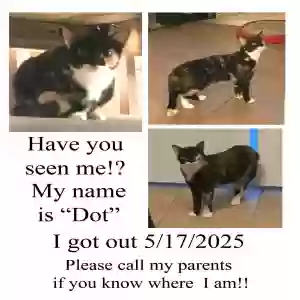 lost female cat dot