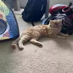 lost male cat garfield