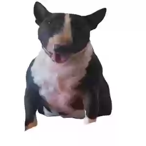 lost male dog vinny