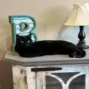 lost male cat binx