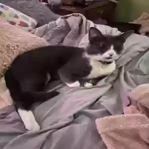 lost male cat steve