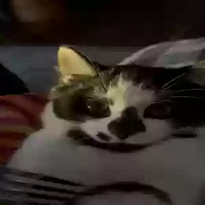 lost male cat monroe