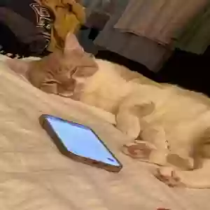 lost male cat kitty