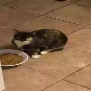 lost female cat dot