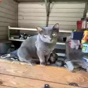 lost male cat unknown