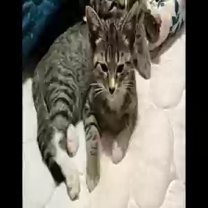 lost female cat kittenkat