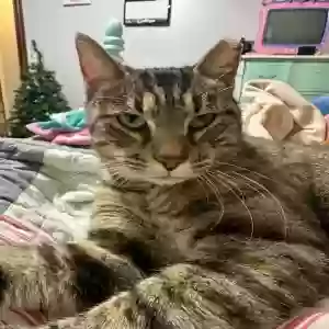 lost female cat unknown