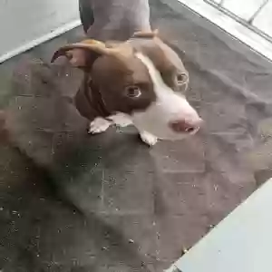 lost male dog scooter