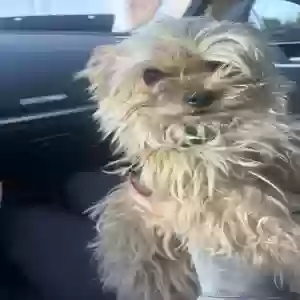 lost male dog mr chu