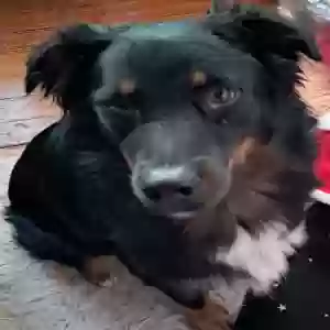 lost male dog tater