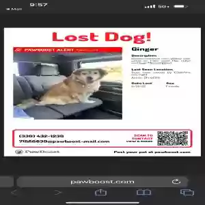 lost female dog unknown
