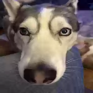 lost female dog aine