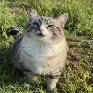 lost male cat pipsan