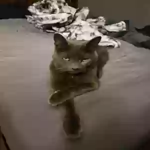 lost male cat dante