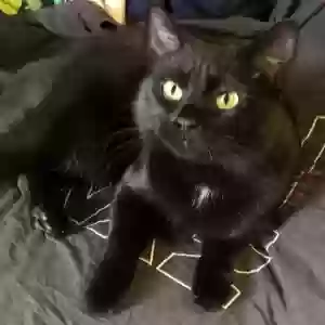 lost female cat queenie