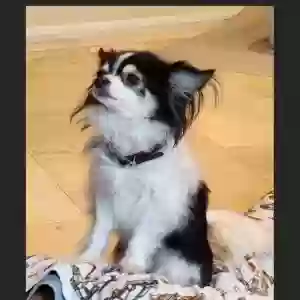 lost male dog thor