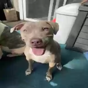 lost female dog mulato