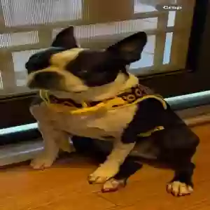 lost female dog tilly