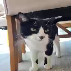 lost male cat tommygun or tux
