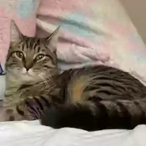 lost male cat tyrone